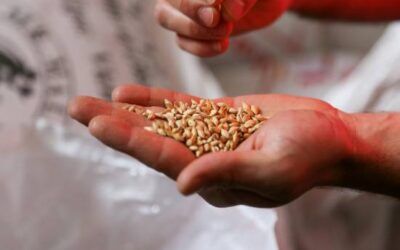 What is Jesus’ Parable of the Sower About?