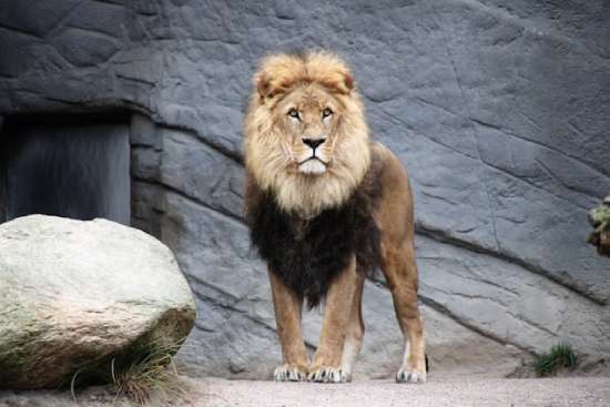 Lion in den A lion that has come out of its den