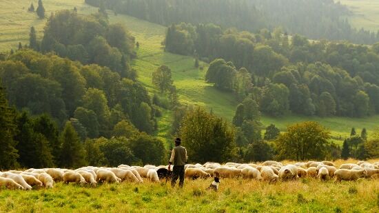Shepherd A shepherd and his dog watching over a flock of sheep.