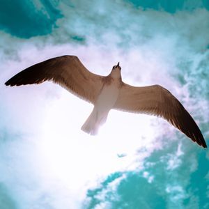 Dove Dove flying under sun as we learn how judges were humble and willing to submit to the Holy Spirit and allow God to use them