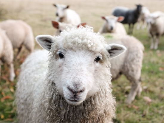Lamb Face of a lamb, a symbol of Jesus as the Lamb of God who takes away our sin