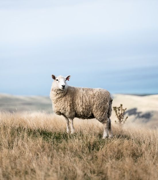 A sheep in a pasture The lost sheep, one of the subjects of the parables of Jesus