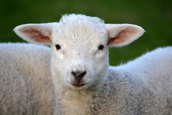 Unblemished Lamb A lamb representing Jesus