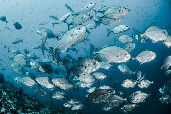 A School of Fish A school of fish