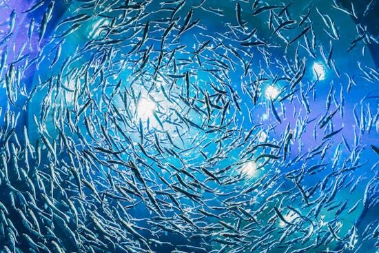 A school of fish A school of fish, like what John used to catch as an occupation