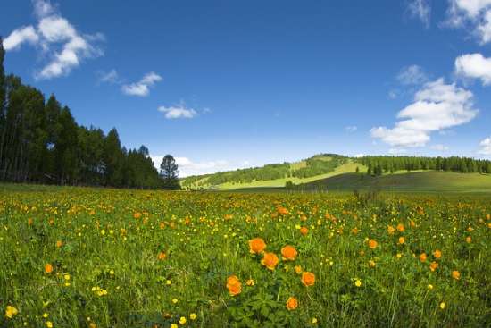 Meadow with Orange Flowers Depicting Heaven A hillside meadow with trees and orange flowers under a blue sky, illustrating what people sometimes think of when they hear about heaven.