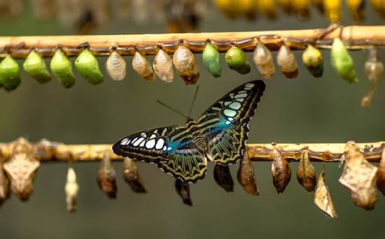 Black and blue butterfly on a branch with many cocooons A butterfly surrounded by chrysalises and cocoons, demonstrating the power of transformation.