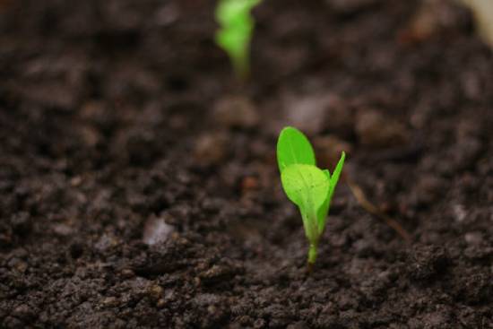 Good soil with a seedling growing in it Tiny green leaves sprout from the round, illustrating the seed in healthy soil.