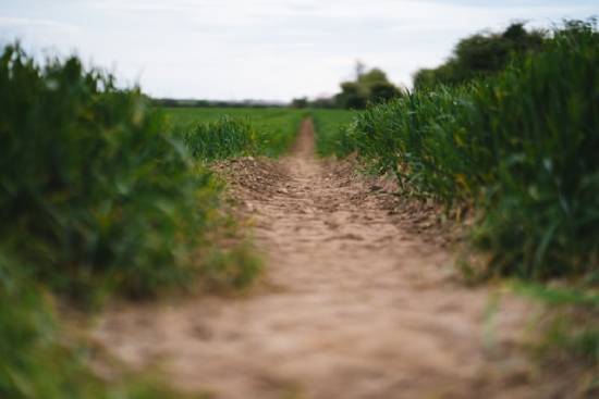 Hard packed dirt path with plants growing on either side of it A hard-packed dirt road represents the wayside, or a mindset closed to God's Word.
