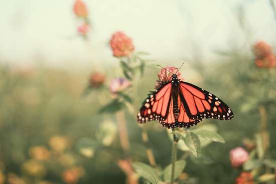 Butterfly on Flower A butterfly on a clover flower, representing the transformation that happens in the life of a Christian