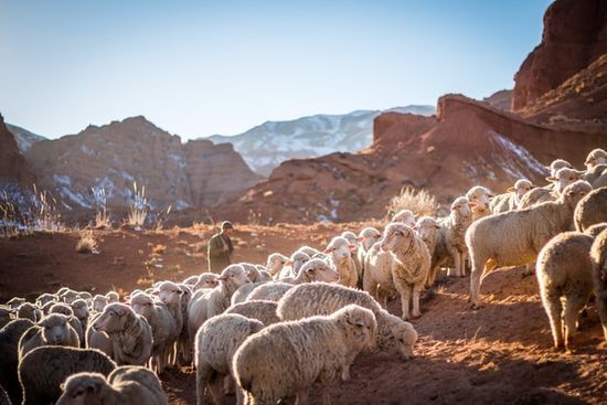A shepherd watching over his sheep in the desert