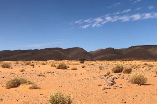 A desert landscape with hills, sand, and desert shrubs.